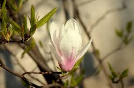 Magnolia flower has bloomed wide in the company.